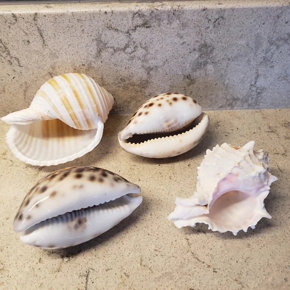 Natural Seashell Collection - Brown and White in mint condition. - Picture 2 of 3